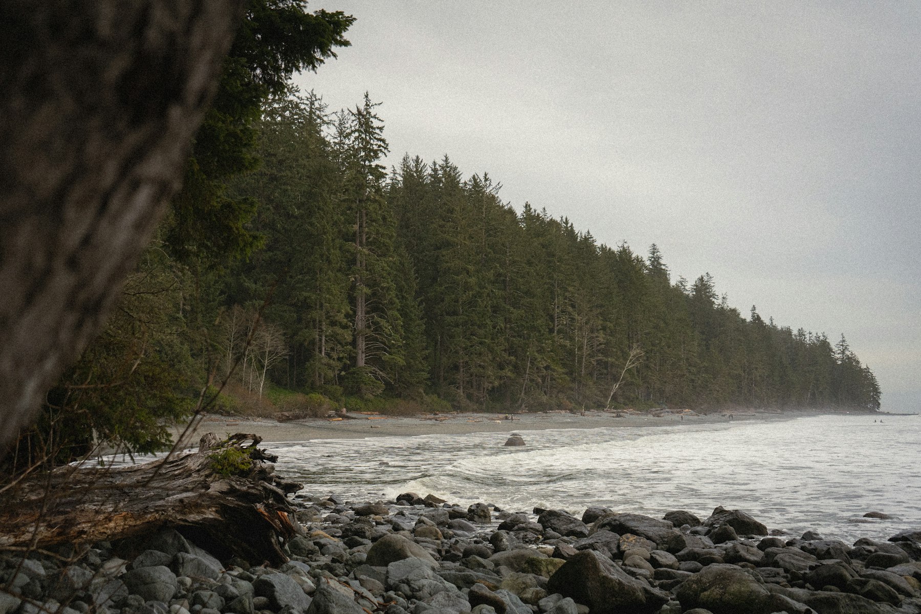 A cobble beach on an overcast day, with waves breaking below a dense stand of spruce and a bleached driftwood stump in the foreground.